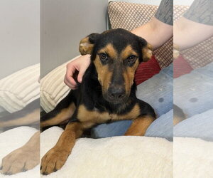 Clayton - Male Shepradors Dog for Adoption - Photo #2
