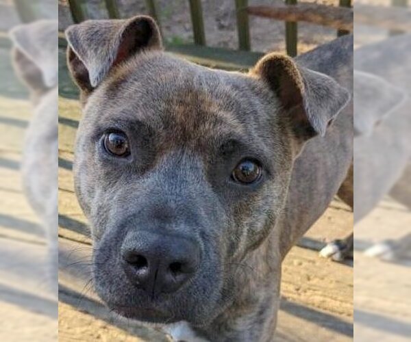 Medium Photo #1 American Pit Bull Terrier-Unknown Mix Puppy For Sale in Cary, NC, USA