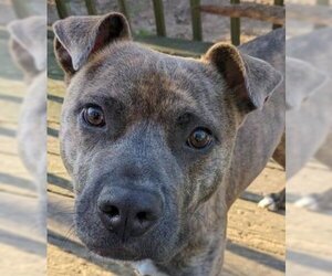 American Pit Bull Terrier-Unknown Mix Dogs for adoption in Cary, NC, USA