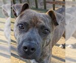 Small American Pit Bull Terrier Mix