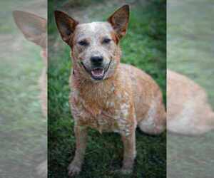 Mutt Dogs for adoption in garner, NC, USA