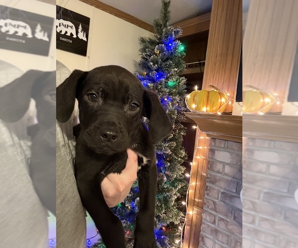 Medium Photo #13 Coonhound Puppy For Sale in ZANESVILLE, OH, USA