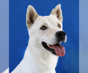 Labrador Retriever Dogs for adoption in Pasadena, CA, USA
