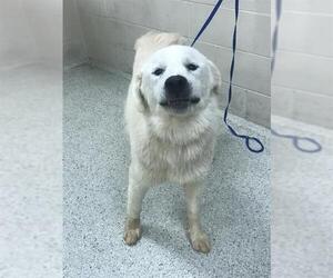 Great Pyrenees-Unknown Mix Dogs for adoption in Conroe, TX, USA