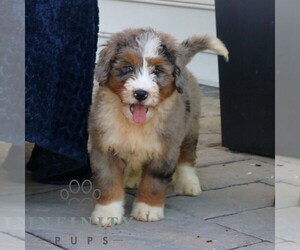 Medium Bernedoodle (Miniature)