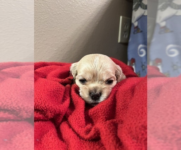 Medium Photo #2 Cocker Spaniel Puppy For Sale in LAKE MILLS, IA, USA