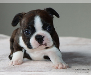 Boston Terrier Puppy for Sale in WINNSBORO, Texas USA