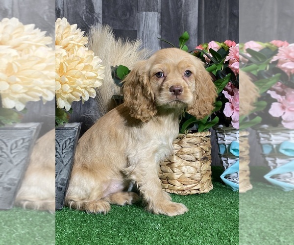 Medium Photo #5 Cocker Spaniel Puppy For Sale in CANOGA, NY, USA