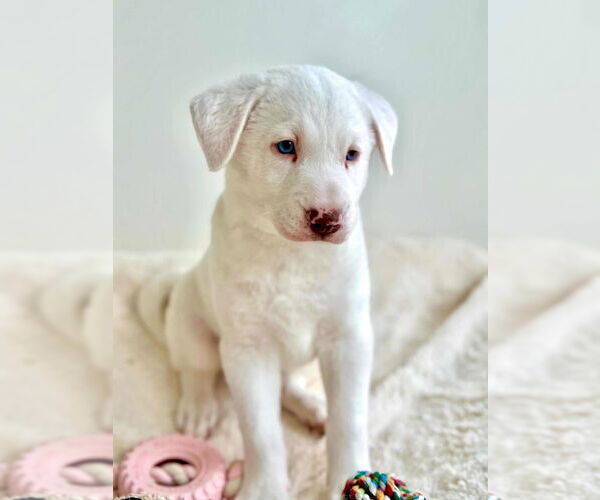 Medium Photo #1 Pyrenees Catahoula Puppy For Sale in Dana Point, CA, USA