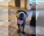 Small #2 Mastiff Mix