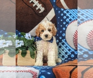 Cavapoo Puppy for sale in GLEN ROCK, PA, USA