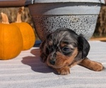 Small #13 Dachshund