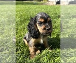 Small #4 Cocker Spaniel
