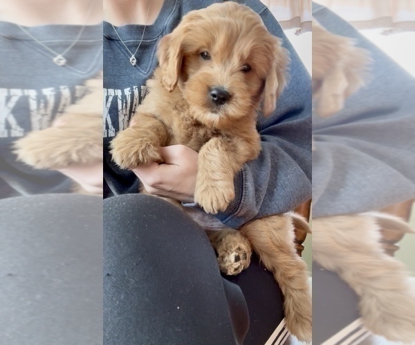 Medium Photo #11 Goldendoodle (Miniature) Puppy For Sale in RANDOLPH, WI, USA