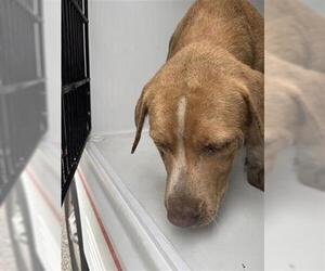 Mutt Dogs for adoption in Houston, TX, USA