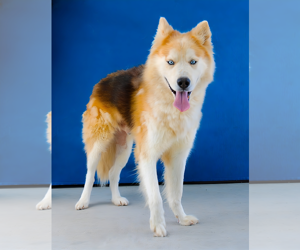 Medium Photo #1 Siberian Husky Puppy For Sale in Pasadena, CA, USA