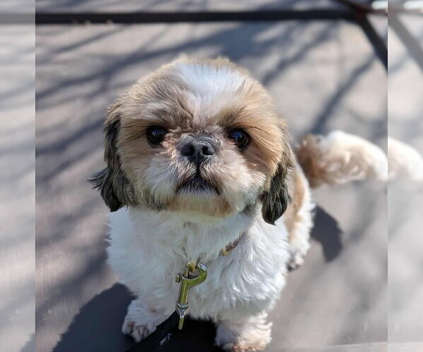 Medium Photo #1 Shih Tzu-Unknown Mix Puppy For Sale in Rochester, NY, USA