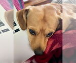 Small #2 Beagle-Chihuahua Mix