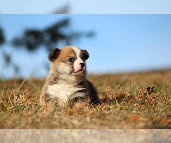 Medium Photo #2 Pembroke Welsh Corgi Puppy For Sale in FORT MADISON, IA, USA