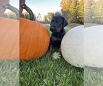 Small #5 Doberman Pinscher