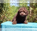 Small #12 ShihPoo