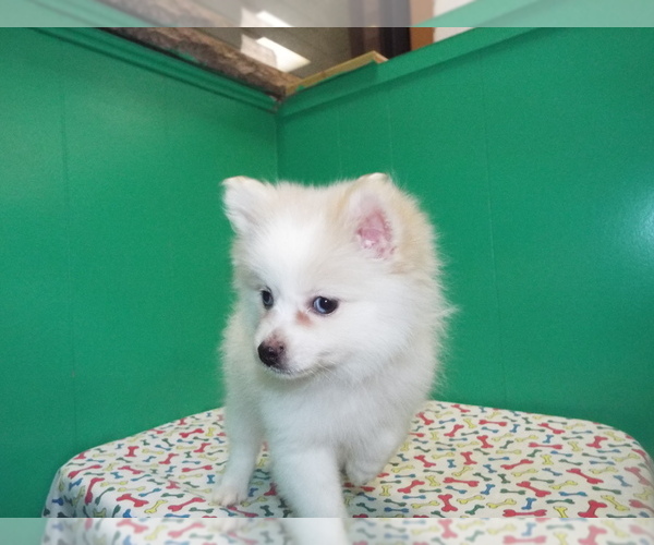 Medium Photo #5 Pomeranian Puppy For Sale in PATERSON, NJ, USA