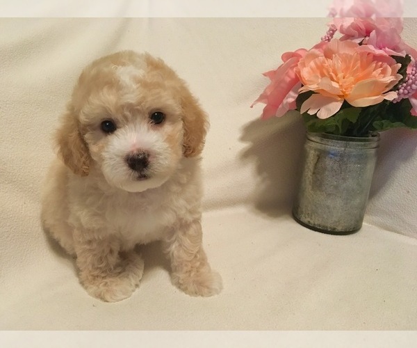 Medium Photo #7 Poodle (Toy) Puppy For Sale in SAFFORD, AZ, USA