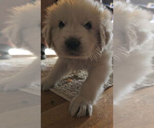 Great Pyrenees Dogs for adoption in Pacifica, CA, USA