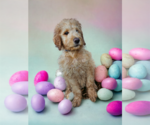 Small Photo #13 Goldendoodle Puppy For Sale in McKinney, TX, USA