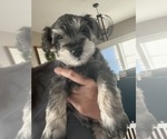 Puppy Male Puppy 1 Schnauzer (Miniature)