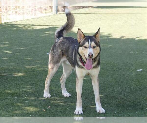 Medium Photo #3 Siberian Husky Puppy For Sale in Martinez, CA, USA