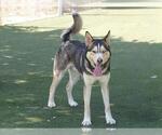 Small #2 Siberian Husky