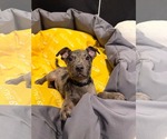 Small #1 Catahoula Leopard Dog Mix