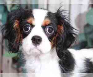 Cavalier King Charles Spaniel Puppy for sale in MOUNT VERNON, OH, USA