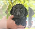 Puppy Black Female 2 Labrador Retriever