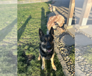 Father of the German Shepherd Dog puppies born on 06/05/2026