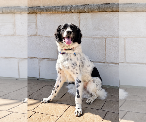 Medium Photo #1 Pyrenees Border Collie Puppy For Sale in Euless, TX, USA