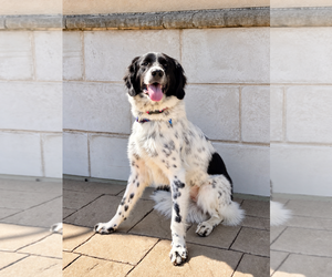 Pyrenees Border Collie Dogs for adoption in Euless, TX, USA