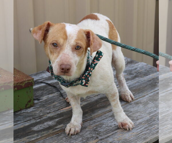 Medium Photo #1 Dachshund Puppy For Sale in Bandera, TX, USA