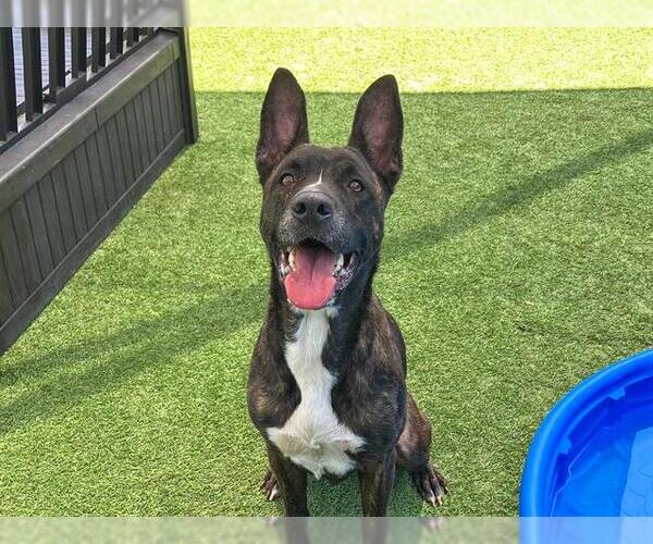 Medium Photo #2 Dutch Shepherd -Unknown Mix Puppy For Sale in Orange, CA, USA