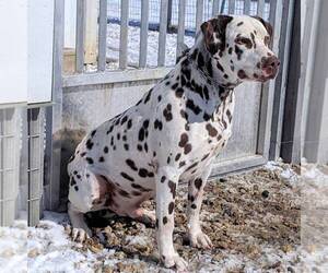 Father of the Dalmatian puppies born on 07/29/2021