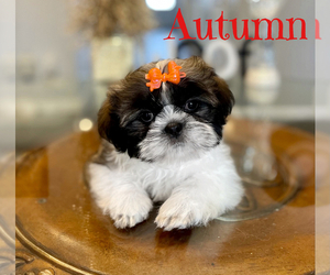 Shih Tzu Puppy for sale in SUGAR HILL, GA, USA