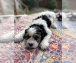 Small Photo #11 Cavachon Puppy For Sale in OLYMPIA, WA, USA
