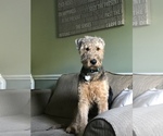 Small Airedale Terrier