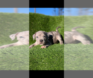 American Bully Puppy for sale in GROVETOWN, GA, USA