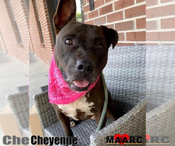 Medium Photo #3 American Pit Bull Terrier Puppy For Sale in Maryville, TN, USA