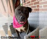Small #2 American Pit Bull Terrier