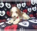 Small #1 Cavapoo