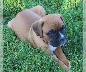 Boxer Puppy for Sale in APPLE CREEK, Ohio USA