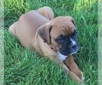 Small Photo #1 Boxer Puppy For Sale in APPLE CREEK, OH, USA